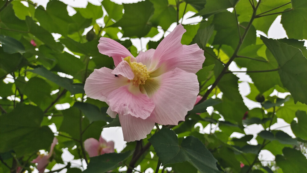 夏花欣赏：硕大而艳丽的木芙蓉花