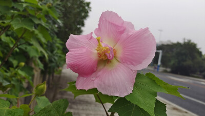 夏花欣赏：硕大而艳丽的木芙蓉花