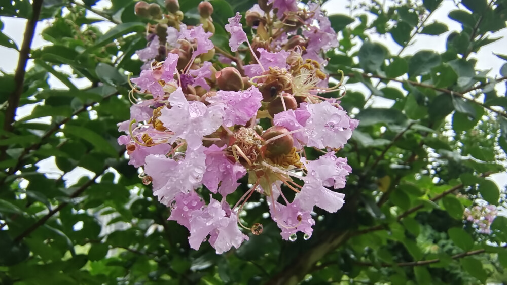 雨中赏花：紫薇花