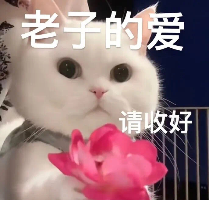 猫咪表情包