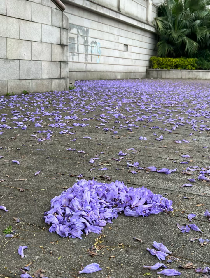 紫色系背景图║蓝花楹