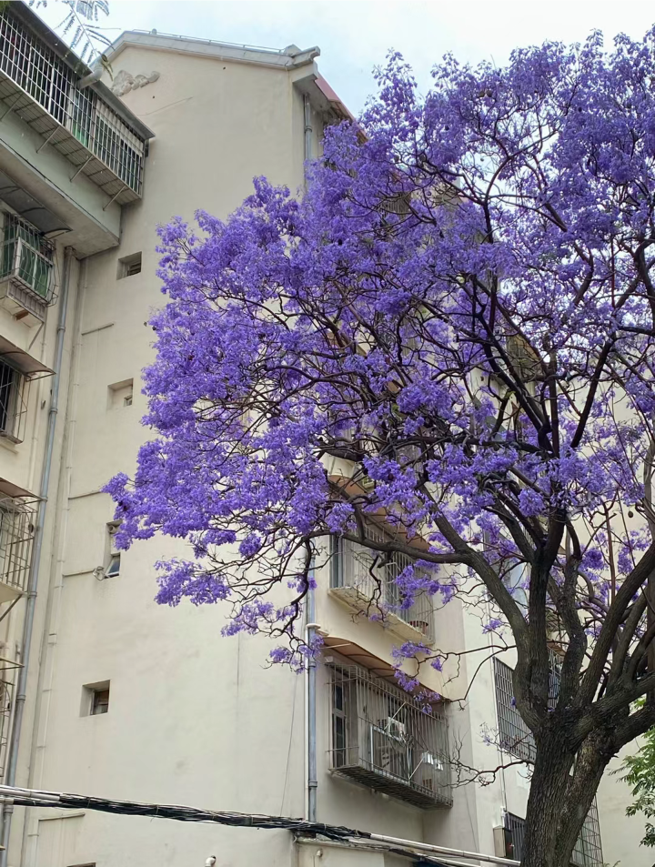 紫色系背景图║蓝花楹