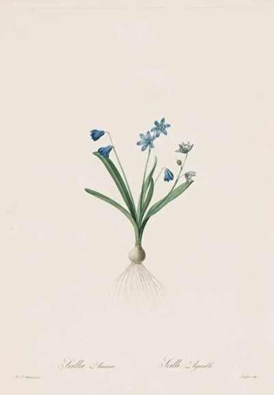 皮埃尔-约瑟夫‧雷杜德
《可爱蓝瑰花》
（Scilla Amoena）
1802-1816年
为《百合图鉴》（Les Liliacées）手工着色的点刻加线雕版画
克利夫兰艺术博物馆
