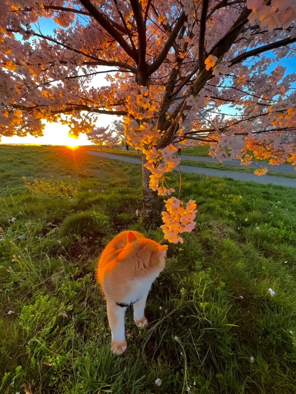 猫猫（图片来源于网络侵权删）