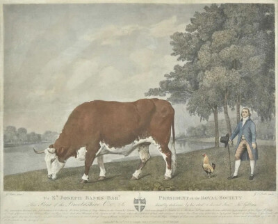 乔治･史塔布斯
《林肯郡牛》
（Etching of Lincolnshire of Ox after Stubbs. George Stubbs）
1790年，布面油画，67.9cmx90cm
沃克艺术画廊
