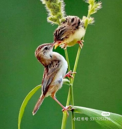 花鸟