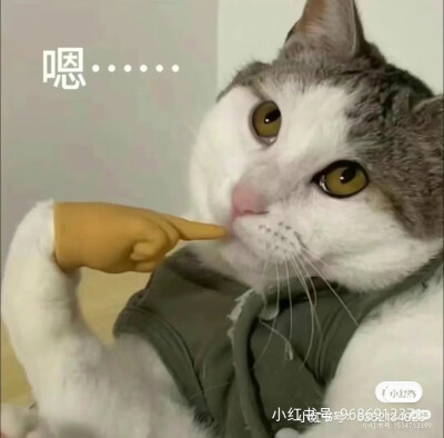 猫表情包