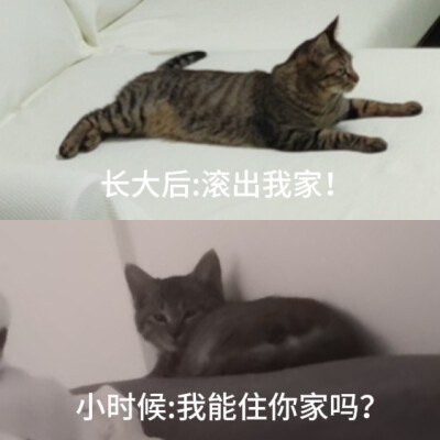 猫表情包