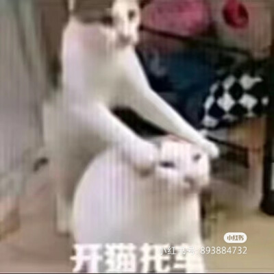 猫表情包