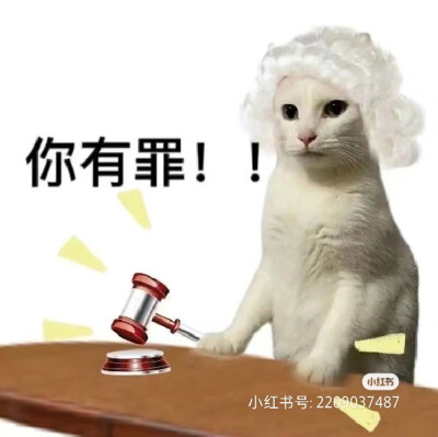 猫表情包