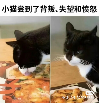 猫表情包