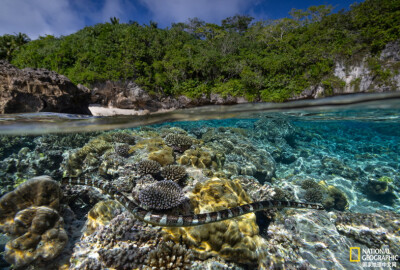 《浅底》
南太平洋的纽埃（Niue）有世界上最大的珊瑚环礁。岛国以清澈见底的海水而闻名。图中一条扁尾青斑海蛇正在珊瑚礁上游弋觅食。摄影：Manu san Felix