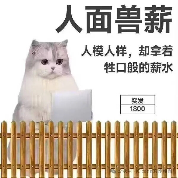 猫猫表情包