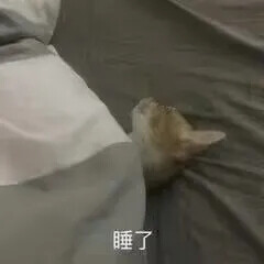 猫猫表情包