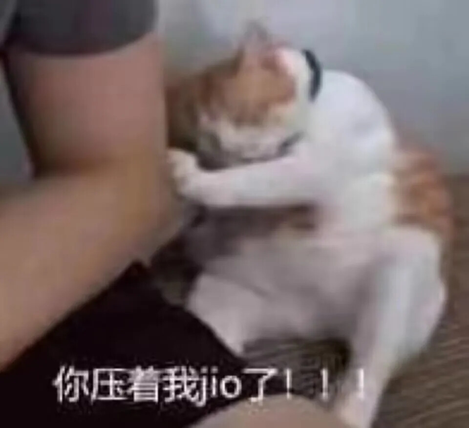 猫猫表情包