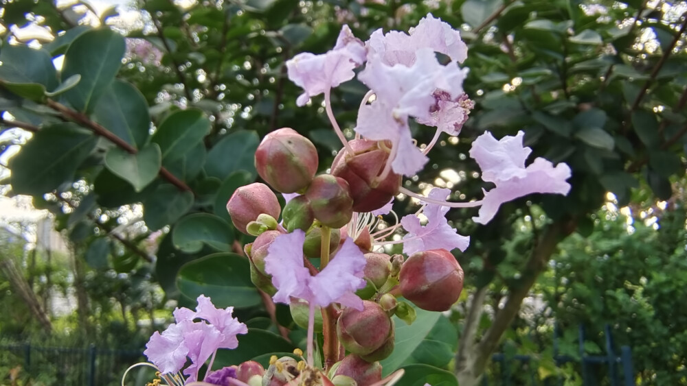 夏花欣赏：绚烂多姿的紫薇花
