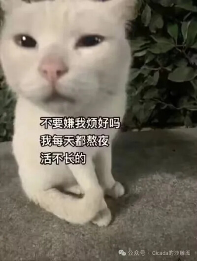 表情包