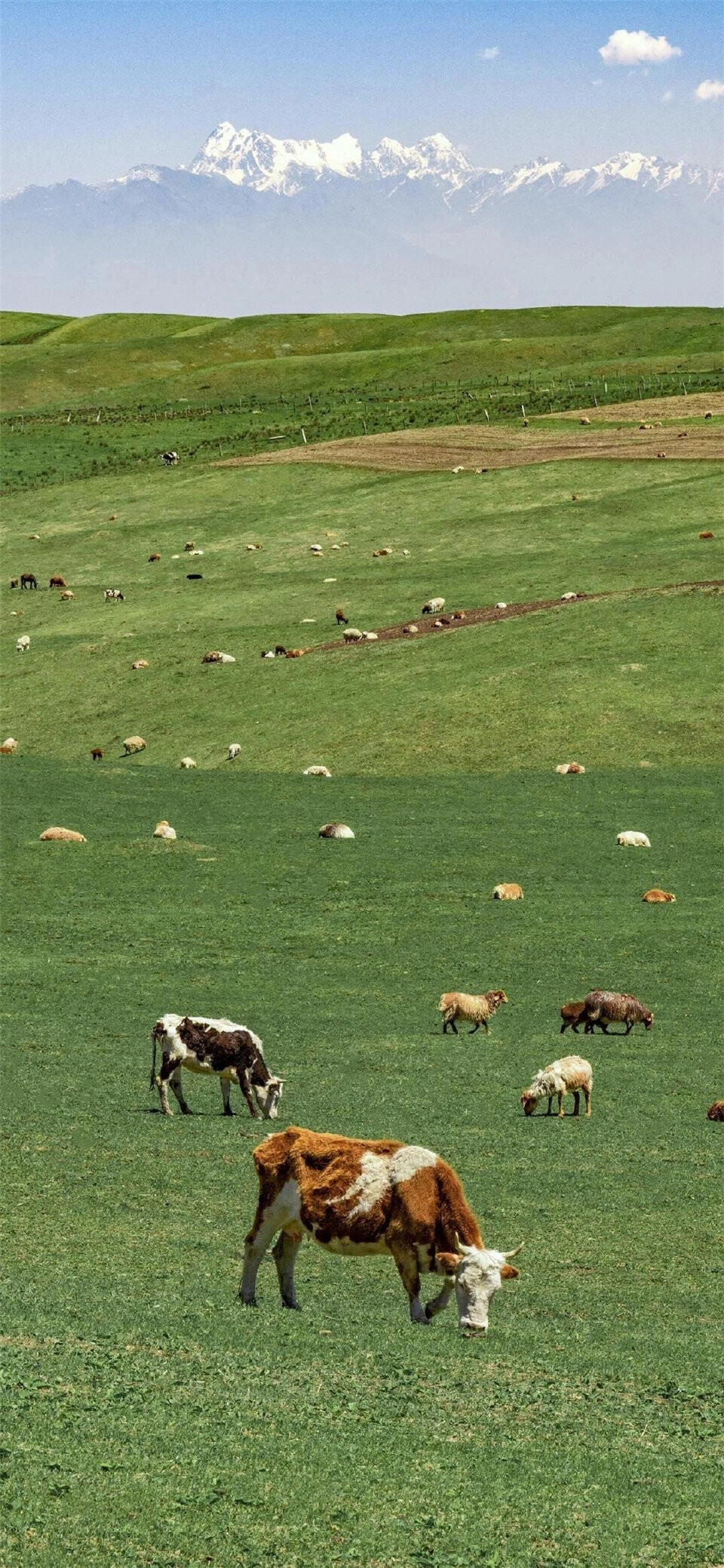 属于自然的壁纸＃手机壁纸＃生活＃绿色＃护眼