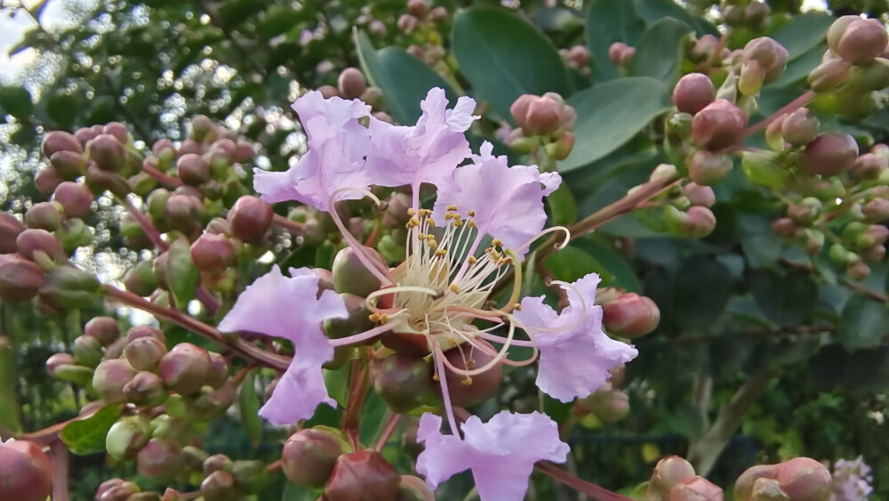 夏花欣赏：绚烂多姿的紫薇花
