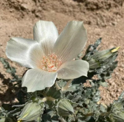 耀星花，学名Mentzelia involucrata，属于刺莲花科，也被称为沙炽星、白苞炽星。
它原产于北美莫哈韦沙漠、索诺兰沙漠以及内华达州、亚利桑那州和下加利福尼亚州。耀星花是一年生植物，高度在3到32厘米之间。它的基…