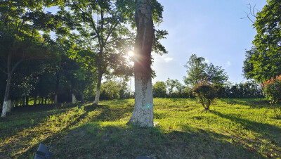 吉安随拍：夕阳下的绿意
