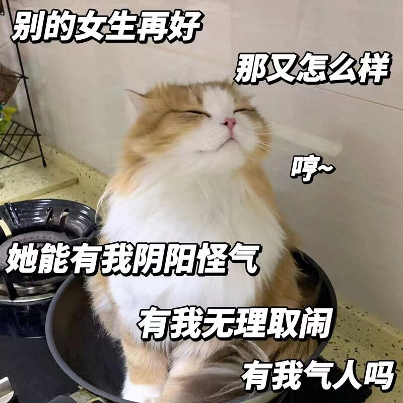 猫猫