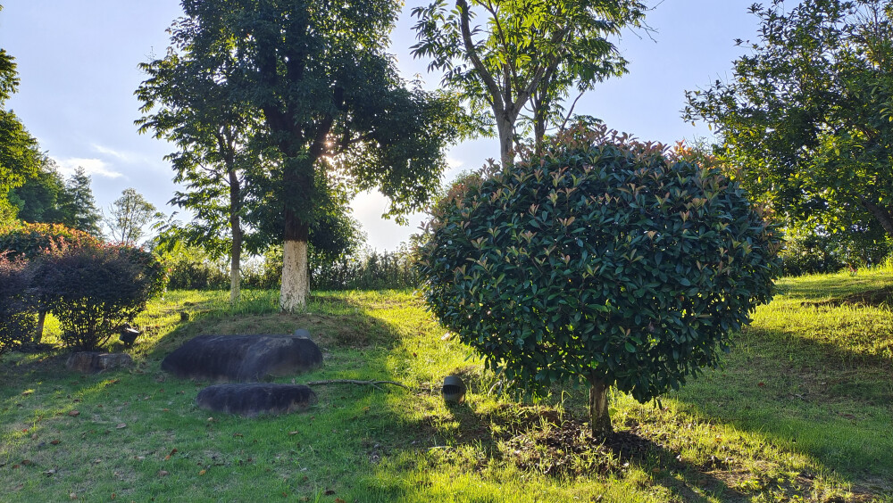 吉安随拍：夕阳下的绿意