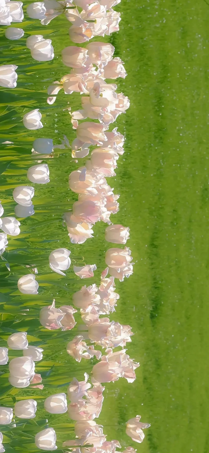 绿色清新治愈护眼壁纸