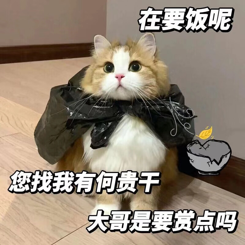 猫猫