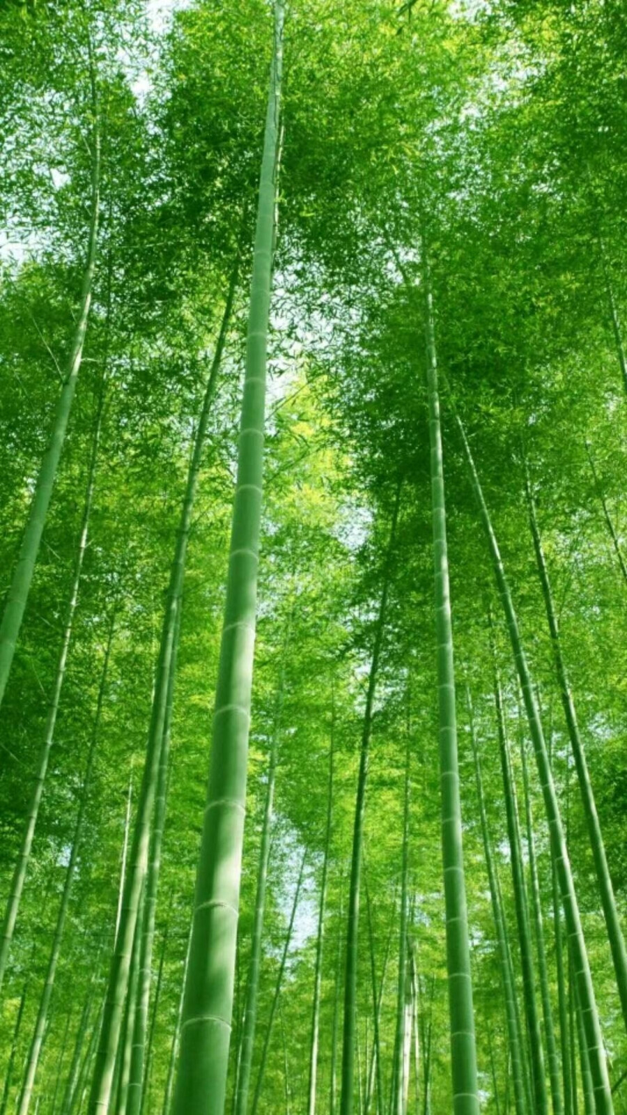 绿色清新治愈护眼壁纸