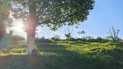 吉安随拍：夕阳下的绿意