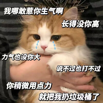 猫猫