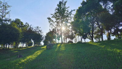 吉安随拍：夕阳下的绿意