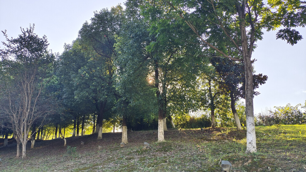 吉安随拍：夕阳下的绿意