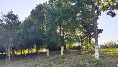 吉安随拍：夕阳下的绿意