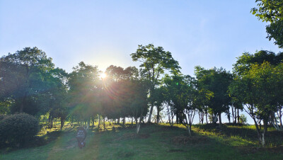 吉安随拍：夕阳下的绿意