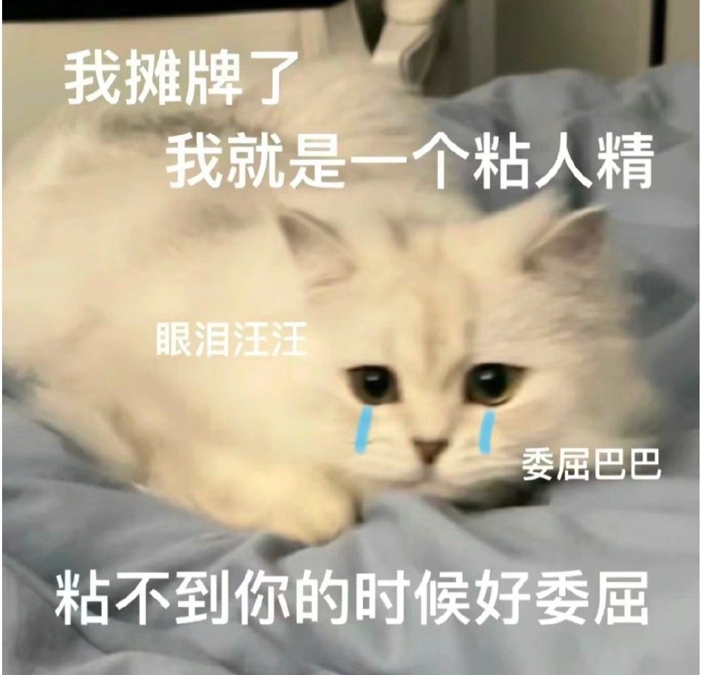 猫咪表情包