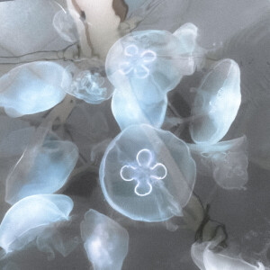 ･:*+. The dream of the blue jellyfish【蓝水母的梦】