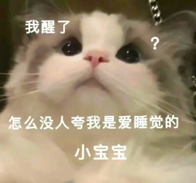 猫咪表情包