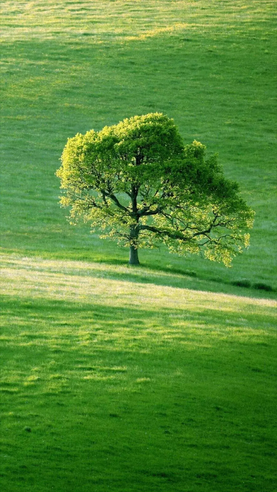 绿色清新治愈护眼壁纸