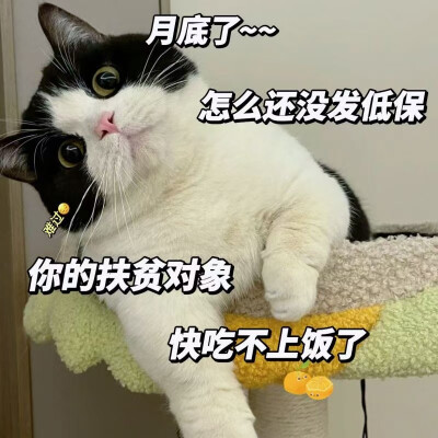 猫猫