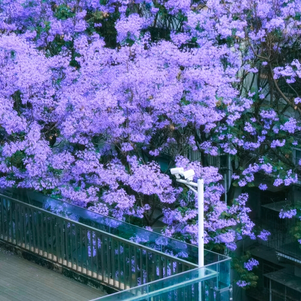  紫 色 烟 花 秀