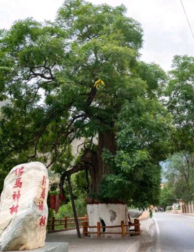 化马古槐
地址：甘肃省陇南市宕昌县两河口镇化马村
树龄：1700
化马古槐，人们都称它为神树。据传，北宋年间，古槐己经有了，矗立在化马老街的身后。