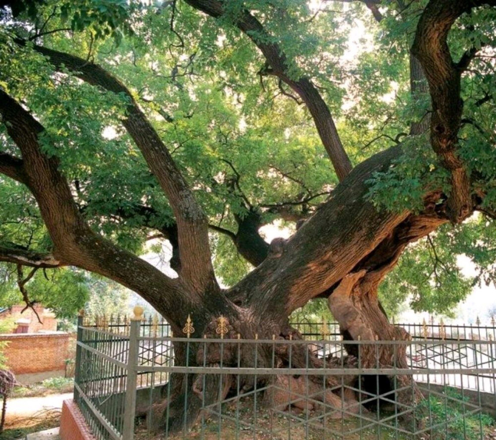 白水古槐
地址：陕西省渭南市白水县林皋镇古槐村
树龄：2000年
这棵古槐，树高18米，直径6.2米，12人方可合围。树身中央朽空，枝叶却依然茂盛，树冠冠幅达600余平方米，势若龙腾。经测定，古槐树龄在2000年左右，约西汉时期便已植下，1995年入选“全国百棵奇树”。