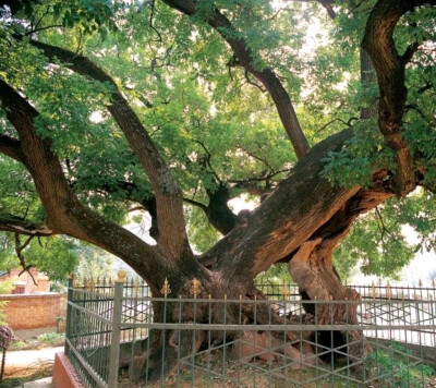 白水古槐
地址：陕西省渭南市白水县林皋镇古槐村
树龄：2000年
这棵古槐，树高18米，直径6.2米，12人方可合围。树身中央朽空，枝叶却依然茂盛，树冠冠幅达600余平方米，势若龙腾。经测定，古槐树龄在2000年左右，约…