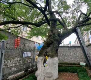 南柯一梦古槐树
地址：江苏省扬州市广陵区驼岭巷
树龄：1300年
驼岭巷 1300 岁古槐的文化味和传奇色彩，是它能跻身全国百棵最美古树的重要原因。相传它就是唐朝李公佐所著的《南柯太守传》“南柯一梦”中的“南柯”。