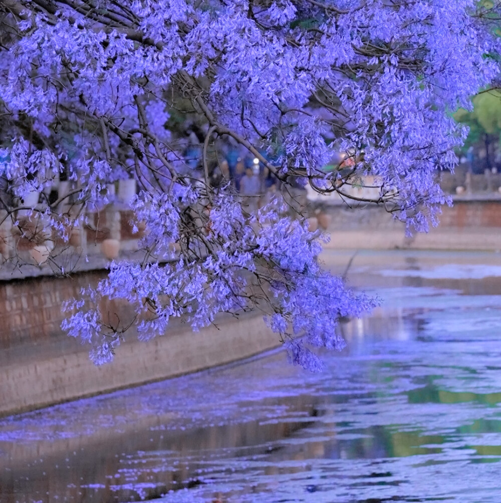  紫 色 烟 花 秀