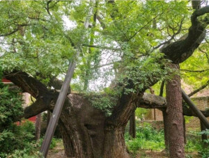 胡王汉槐
地址：陕西省西安市临潼区胡王村胡王小学
树龄：2300年
相传公元前206年，刘邦逃离鸿门宴后，行至骊山脚下，曾在此树下歇息并得到当地村民照顾，其立汉称帝后便命名该村为“护王村”、该树为“护王槐”。因“护王”和“胡王”读音相似，天长日久就变成了胡王村和胡王汉槐。
