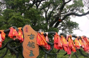 八卦槐
地址：甘肃省平凉市崇信县锦屏镇关河村
树龄：3200年
树冠东西宽34.2米，南北长37.7米，树干十名成人男子勉强环抱，占地面积2.1亩。当地相传，唐朝大将尉迟敬德曾拴马于树下。树上寄生着杨、花椒、五倍子树和小麦、玉米等植物，据当地人说，此树已有3200多年历史。