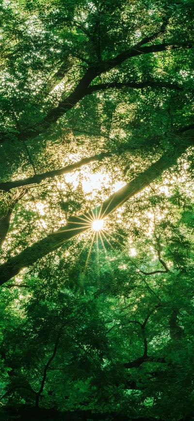 唯美治愈小清新壁纸